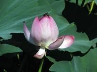 Albums/20060800-China Aug 2006/20060804-Shenyang University/35